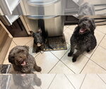 Small #2 Poodle (Standard) Mix