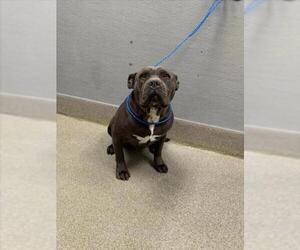 American Bulldog-Unknown Mix Dogs for adoption in Las Vegas, NV, USA