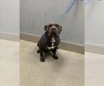 *CARBON - Male American Bulldog-Unknown Mix Dog for Adoption - Small photo