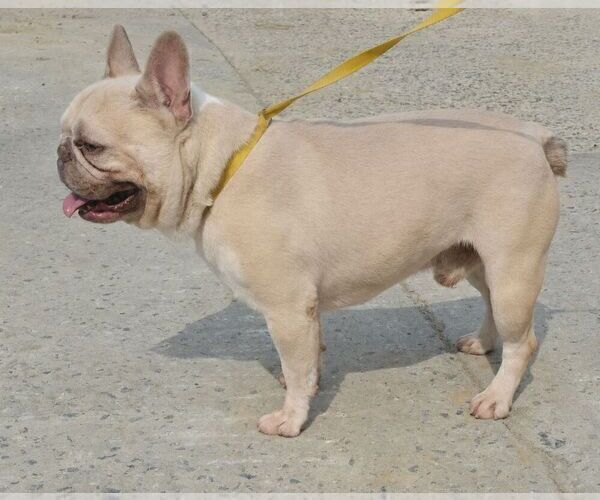 Medium Photo #1 French Bulldog Puppy For Sale in NEWMANSTOWN, PA, USA