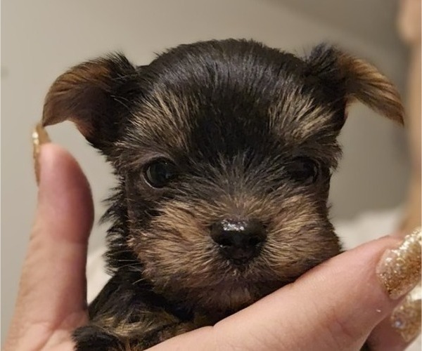 Medium Photo #1 Yorkshire Terrier Puppy For Sale in SALEM, OR, USA