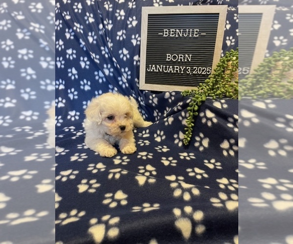 Medium Photo #5 Bichon Frise Puppy For Sale in COLUMBIANA, OH, USA