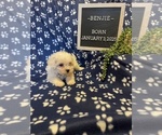 Small #4 Bichon Frise