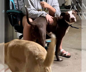 Spice - Male American Pit Bull Terrier-Unknown Mix Dog for Adoption - Photo #13