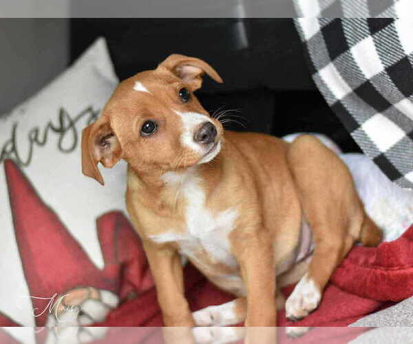 Medium Photo #8 Labrador Retriever-Unknown Mix Puppy For Sale in Brewster, NY, USA