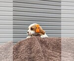 Puppy 3 Basset Hound-Cavalier King Charles Spaniel Mix