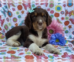 English Springer Spaniel Puppy for sale in CEDAR LANE, PA, USA