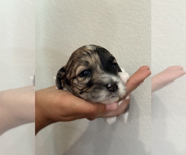 Medium Photo #9 Bernedoodle (Miniature) Puppy For Sale in LONGMONT, CO, USA