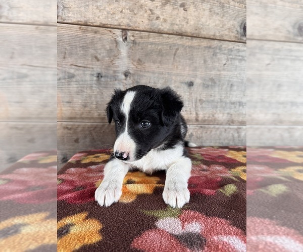 Medium Photo #8 Border Collie Puppy For Sale in VERMONTVILLE, MI, USA