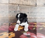 Small #7 Border Collie