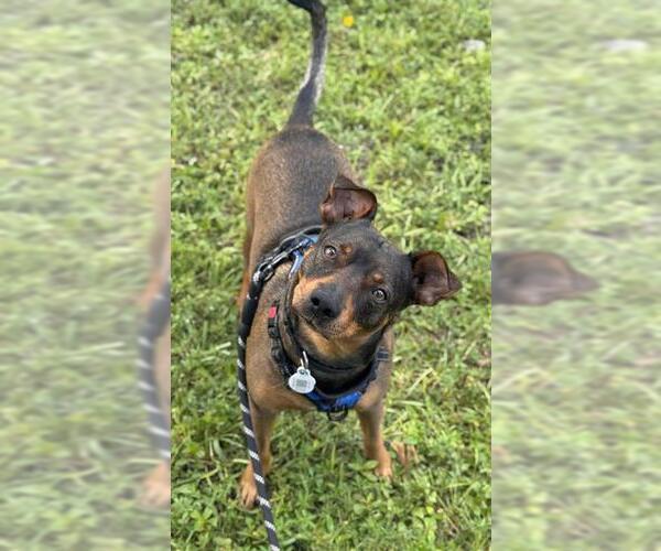 Medium Photo #2 Black Mouth Cur-Unknown Mix Puppy For Sale in Fort Lauderdale, FL, USA