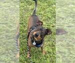 Small #1 Black Mouth Cur Mix