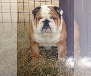 English Bulldog Dog for Adoption in MINOOKA, Illinois USA