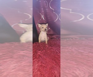 Chipin Puppy for sale in FAYETTEVILLE, GA, USA