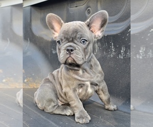 Medium French Bulldog