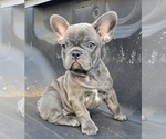 Puppy Lluvia French Bulldog
