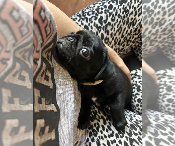 Medium Photo #5 Pug Puppy For Sale in BLOOMINGTON, IL, USA