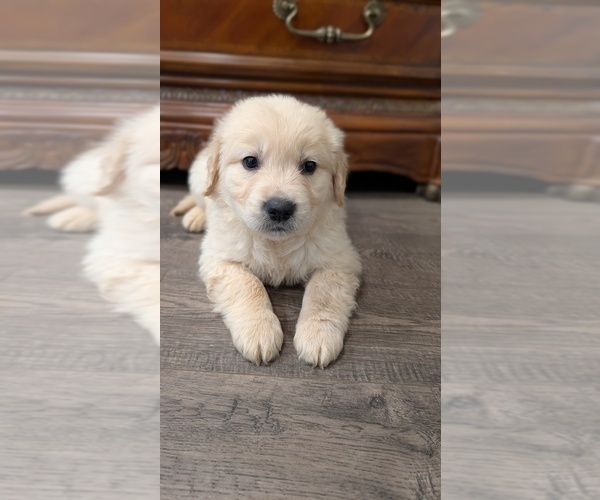 Medium Photo #2 Golden Retriever Puppy For Sale in ELVERTA, CA, USA
