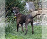 Small #1 Mutt