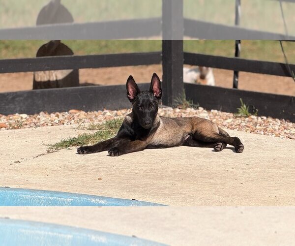 Medium Photo #1 Mutt Puppy For Sale in Imlay City, MI, USA