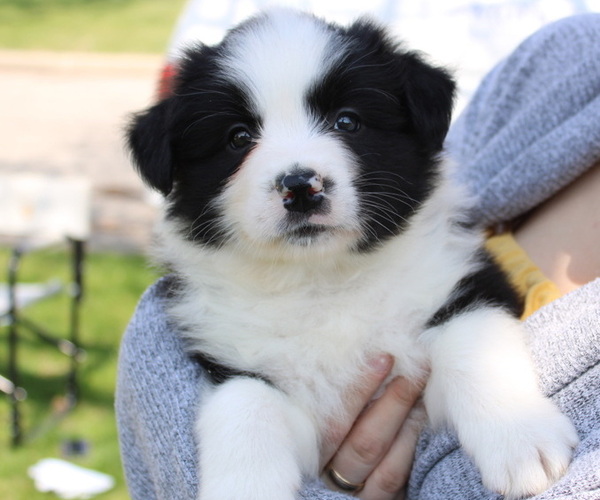 Medium Photo #1 Border Collie Puppy For Sale in BRYANTOWN, MD, USA
