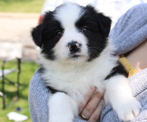 Border Collie Puppy for sale in BRYANTOWN, MD, USA