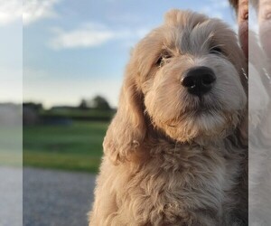 Goldendoodle (Miniature) Puppy for sale in MYERSTOWN, PA, USA