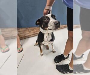 Mutt Dogs for adoption in Temple, TX, USA