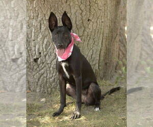 Labrador Retriever-Unknown Mix Dogs for adoption in Dana Point, CA, USA