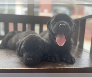 Akita-Cane Corso Mix Puppy for sale in FORT MILL, SC, USA