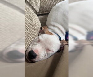 Apricot - Male American Pit Bull Terrier-Unknown Mix Dog for Adoption - Photo #10