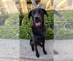 Small Labrador Retriever Mix