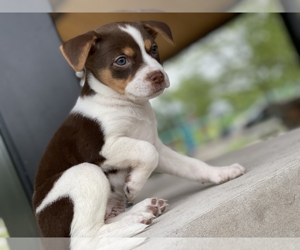 Medium Photo #3 Shepradors Puppy For Sale in DETROIT, MI, USA