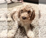Puppy 3 Cock-A-Poo-Goldendoodle Mix