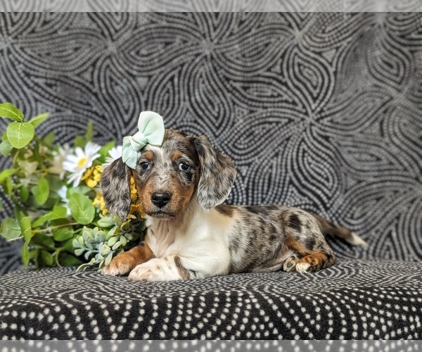 Medium Photo #5 Dachshund Puppy For Sale in LEOLA, PA, USA