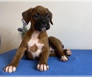 Boxer Puppy for sale in FRANKLIN, IN, USA