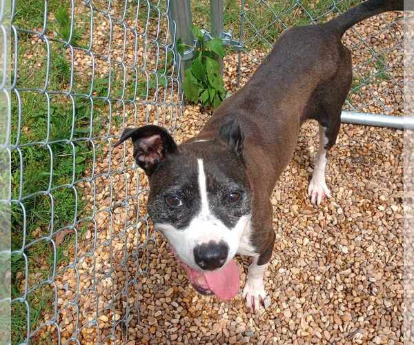 Medium Photo #3 Staffordshire Bull Terrier-Unknown Mix Puppy For Sale in Anniston, AL, USA