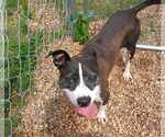 Small #2 Staffordshire Bull Terrier Mix