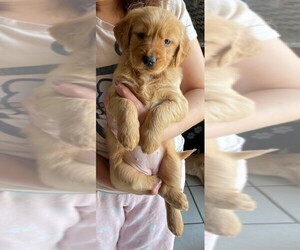 Golden Retriever Puppy for sale in HILLSBORO, OR, USA