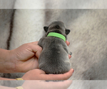 Small Photo #2 French Bulldog Puppy For Sale in ALPHARETTA, GA, USA