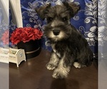 Small #3 Schnauzer (Miniature)