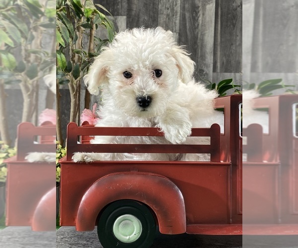 Medium Photo #1 Bichon Frise Puppy For Sale in CANOGA, NY, USA