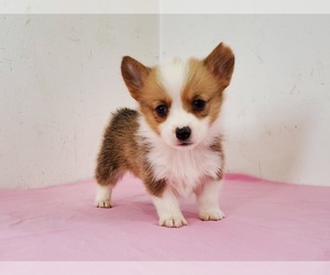 Pembroke Welsh Corgi Puppy for sale in CLARK, MO, USA