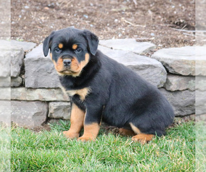 Rottweiler Puppy for sale in RONKS, PA, USA