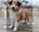 Puppy Hm1 Collie