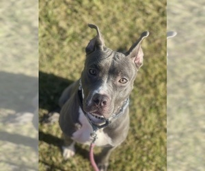 Mother of the American Staffordshire Terrier puppies born on 03/27/2025