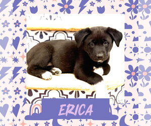 Erica - Female Scottish Collisky Dog for Adoption - Photo #6