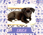 Small Photo #6 Scottish Collisky Puppy For Sale in Littleton, CO, USA
