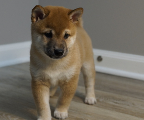 Medium Photo #29 Shiba Inu Puppy For Sale in CARPENTERSVILLE, IL, USA