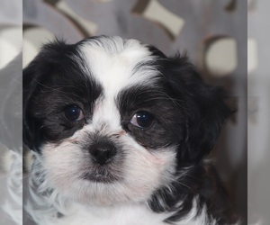 Zuchon Puppy for sale in MOUNT VERNON, OH, USA
